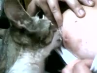 Horny lady giving fresh milk to cat by breastfeeding